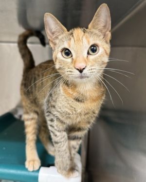 Copper, Baby Female Domestic Short Hair
