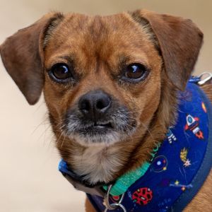 Brownie, Adult Male Chihuahua