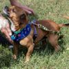 Brownie photo 5