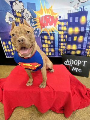 Hennessy Mini Pittie Athens, Young Female Pit Bull Terrier