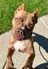 Hennessy Mini Pittie Athens photo 3