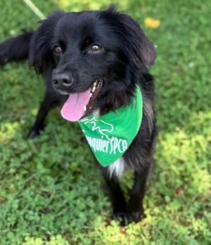 Laius, Adult Male Australian Shepherd