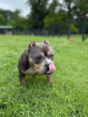 Kiboko, Adult Female Pit Bull Terrier