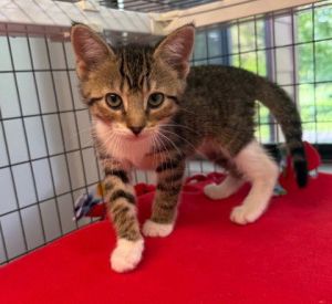 Jojo, Young Female Domestic Short Hair