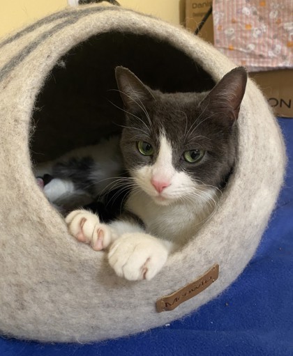 Oreo