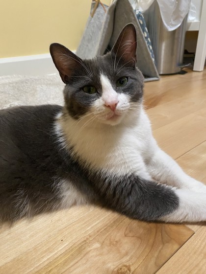 Oreo