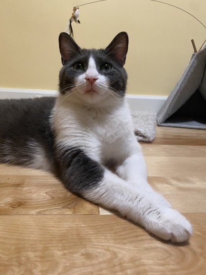 Oreo