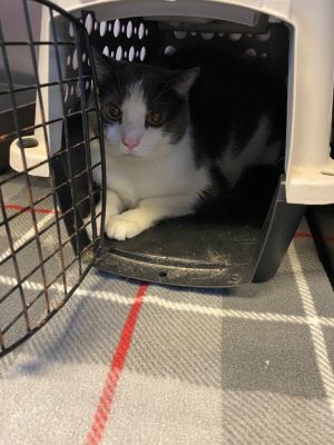 GIBBY, Adult Male Domestic Short Hair