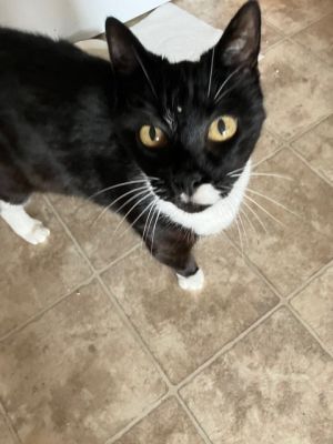 Dolly: Courtesy Post Domestic Short Hair Cat