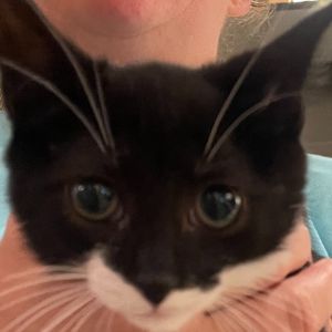 Midnight Domestic Short Hair Cat
