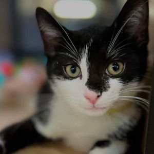 Nova Domestic Short Hair Cat