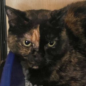 Mia Domestic Short Hair Cat