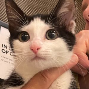Callie Domestic Short Hair Cat
