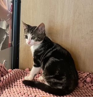 Zoey Domestic Short Hair Cat