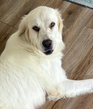 Fenway, Adult Female unknown