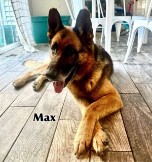 Max, Adult Male unknown