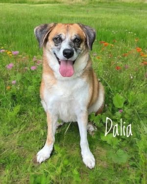 Dalia, Adult Female unknown