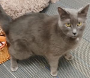 Roscoe, Adult Male Domestic Short Hair