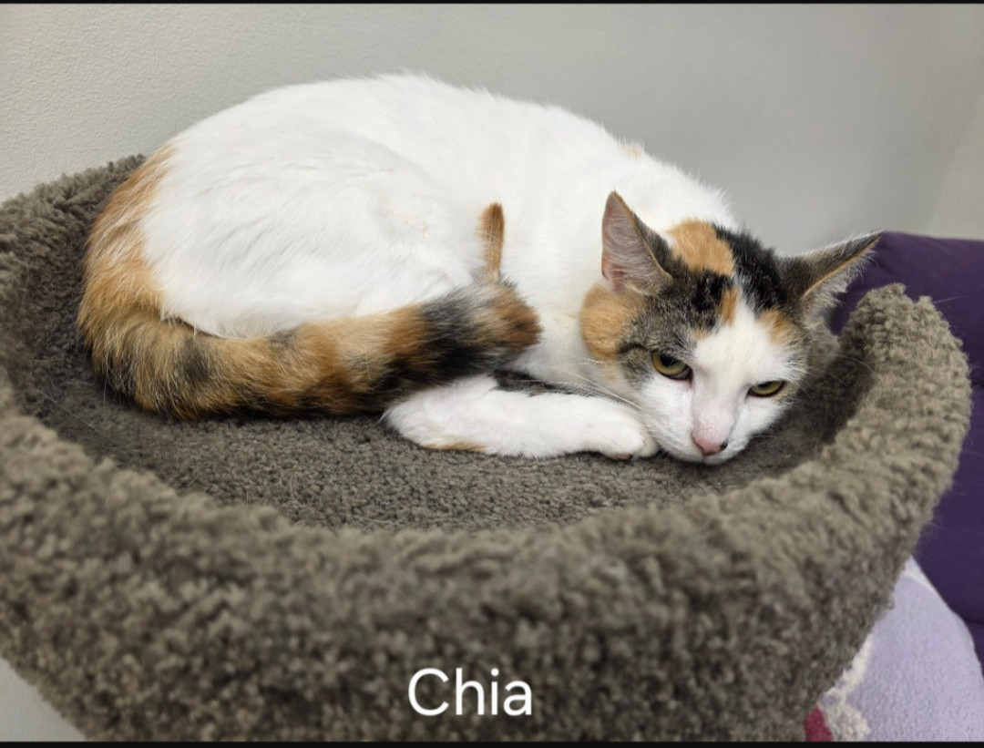 Chia