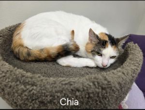 Chia, Adult Female Domestic Short Hair