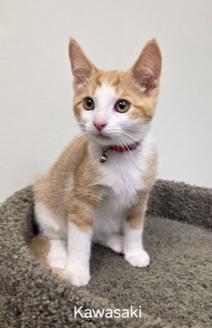 Kawasaki, Young Male Domestic Short Hair