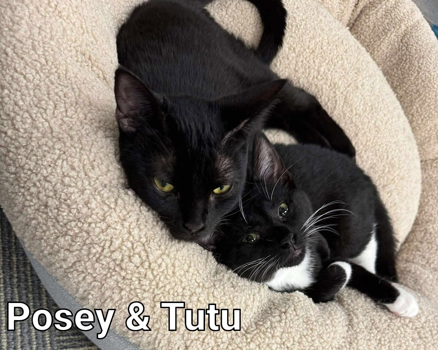 Posey and Tutu bonded
