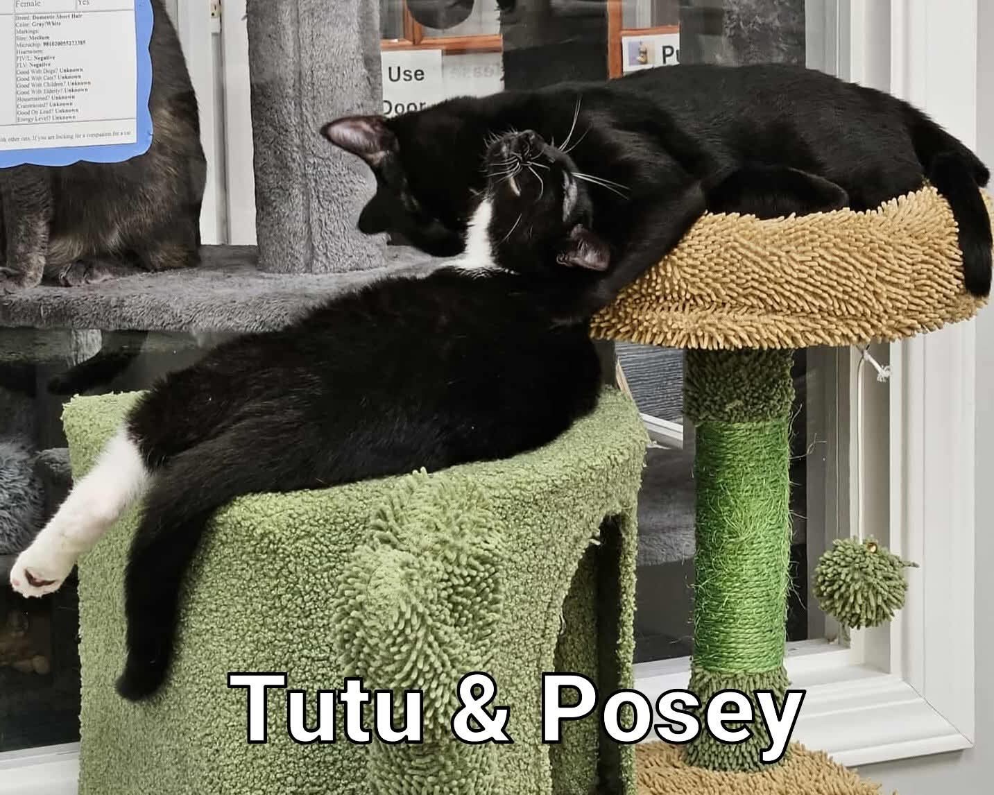 Posey and Tutu bonded