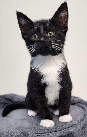 Tutu, Young Male Domestic Short Hair