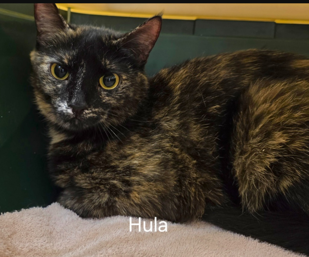 Hula