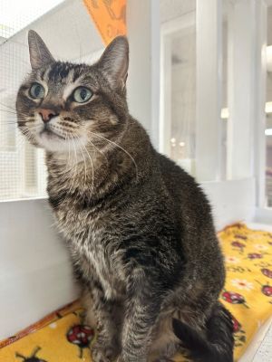 Shelby Domestic Short Hair Cat