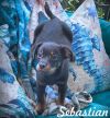 Sebastian photo 1