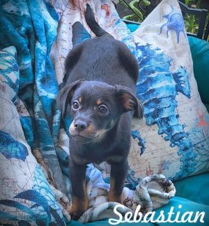 Sebastian, Baby Male Dachshund