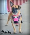 Daisy photo 1