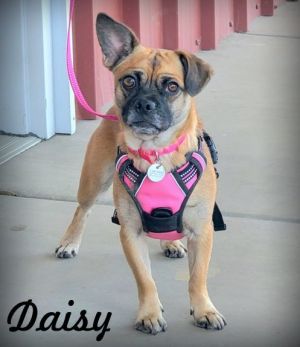 Daisy, Adult Female Pug