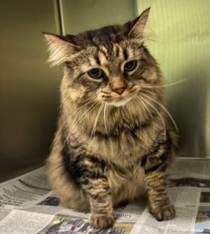 Prissy, Adult Female Domestic Long Hair