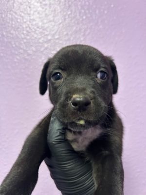 58818770, Baby Female Mixed Breed