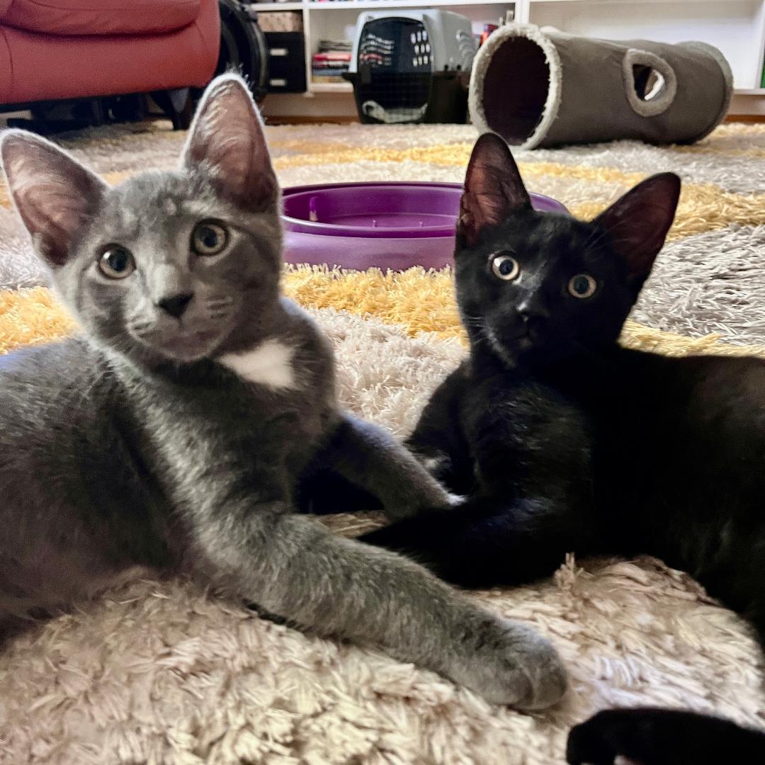 Percy and Oppy