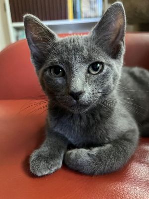 Curie, Baby Female Domestic Short Hair