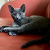 Curie photo 2