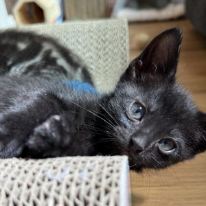 Tumbleweed, Baby Male Domestic Short Hair