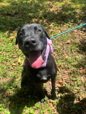 PEPPER, Adult Female unknown