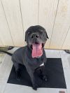 PEPPER photo 2