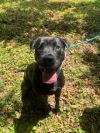 PEPPER photo 3
