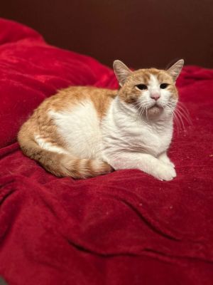 Bella, Adult Female Domestic Short Hair