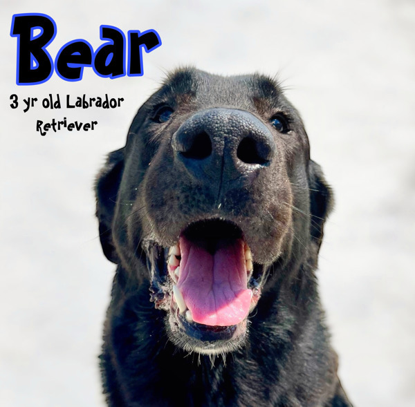 Bear
