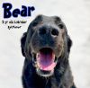 Bear photo 1