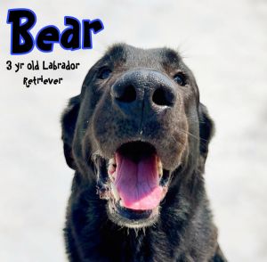 Bear, Adult Male Labrador Retriever