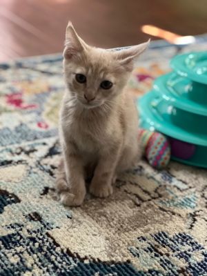 Pluto is the kind of kitty who will make his future owner feel like the most special human ever Shy