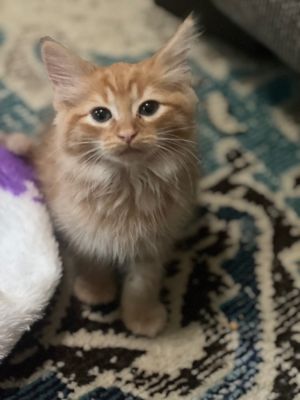 If kittens were given Yelp reviews Mickey would get 55 stars Hes personable talkative and fluf