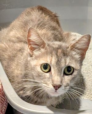 Vali is a sweet shy kitty who was rescued from under a house She is a little timid with humans